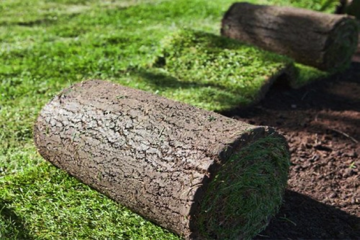 Lawn Grass